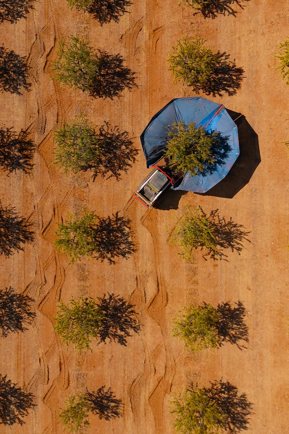 Vista cenital de la recogida de almendros por UNARSIS