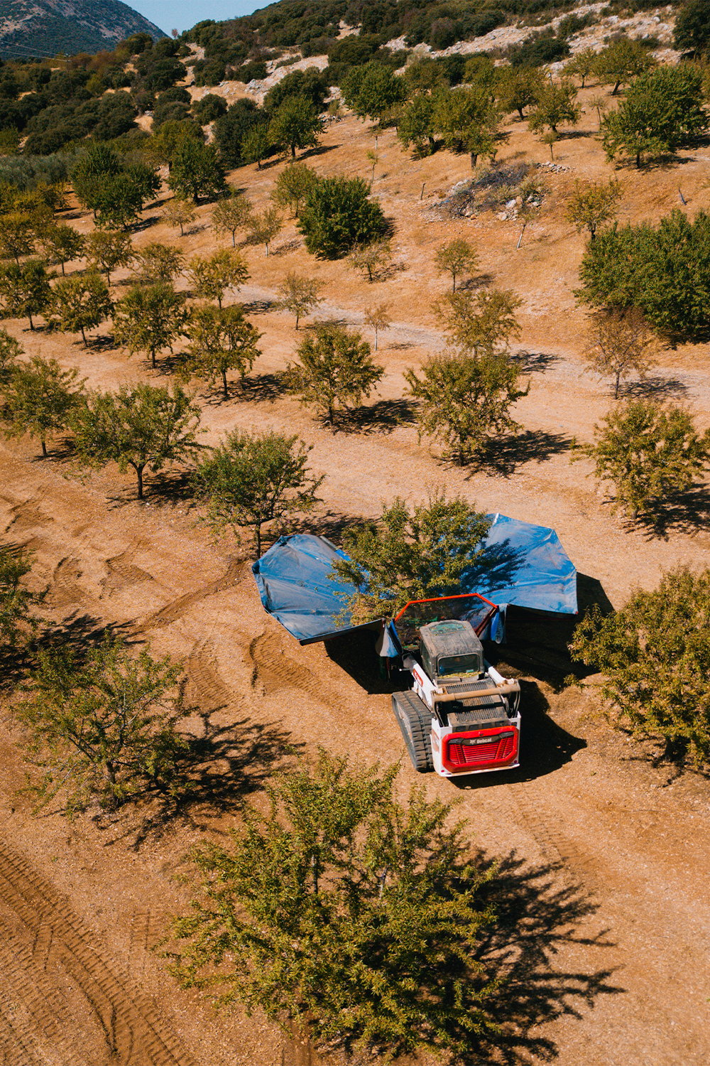 Vista aérea de la recogida de almendras por UNARSIS